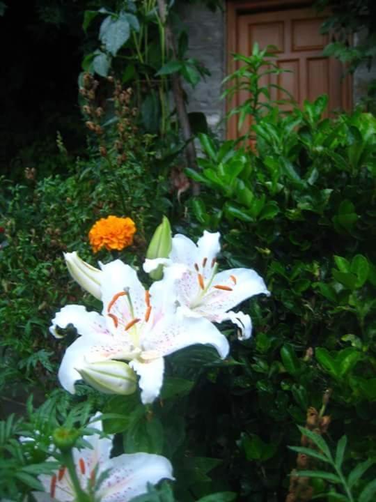 Guesthouse Gouris Tsepelovo Exterior foto